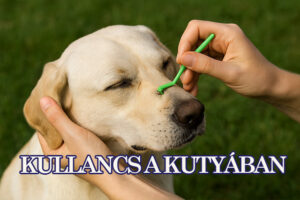 kullancs a kutyában